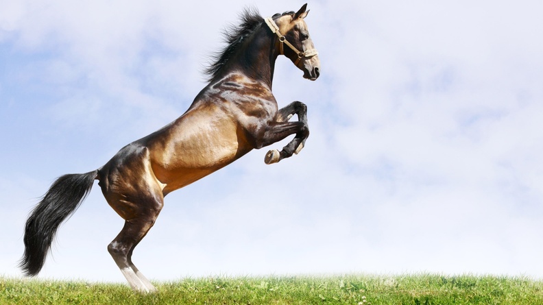 2014 Chinese New Year of the Horse Wallpaper 03 Wallpaper 2560x1600[10wallpaper.com]